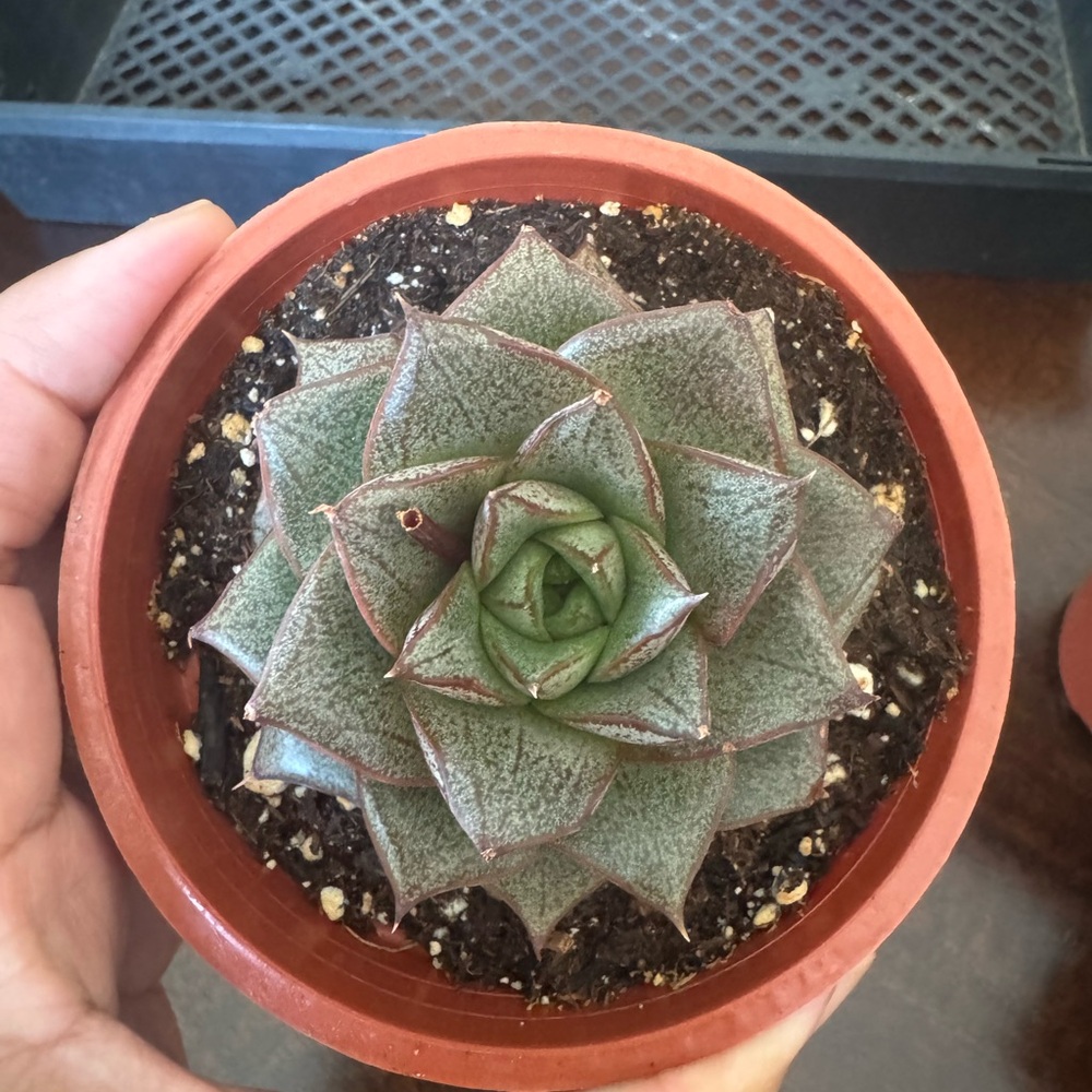 Echevarria Porposorum